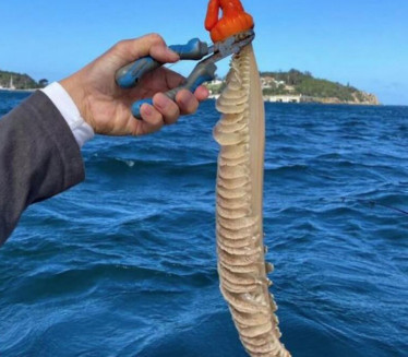 ШТА ЈЕ ОВО? Рибар извукао необично створење из воде (ФОТО)