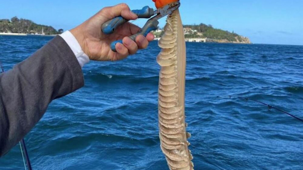 ŠTA JE OVO? Ribar izvukao neobično stvorenje iz vode (FOTO)