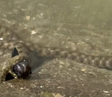 СНИМАК СА ЗЕМУНСКОГ КЕЈА: Змија дави необичну рибу