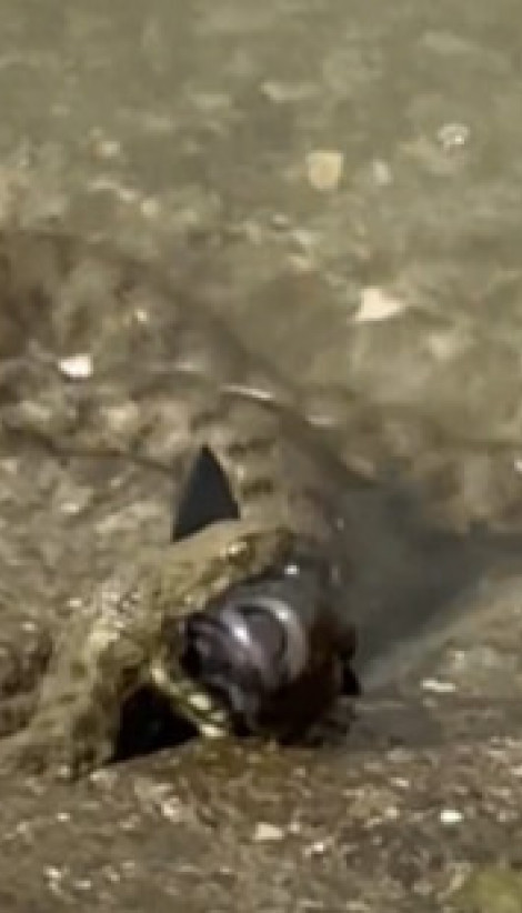 СНИМАК СА ЗЕМУНСКОГ КЕЈА: Змија дави необичну рибу