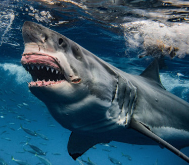 UŽAS U SIDNEJU Ajkula napala dečaka, lekari se bore za život