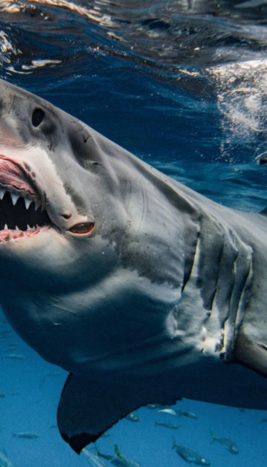 UŽAS U SIDNEJU Ajkula napala dečaka, lekari se bore za život