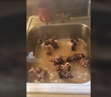 ŽENA SVE SNIMILA: 50 pacova u sudoperi, neverovatno ŠTA rade