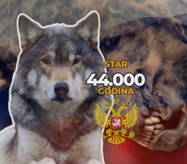 НЕВЕРОВАТНО: У Русији пронађен вук стар 44.000 година (ФОТО)