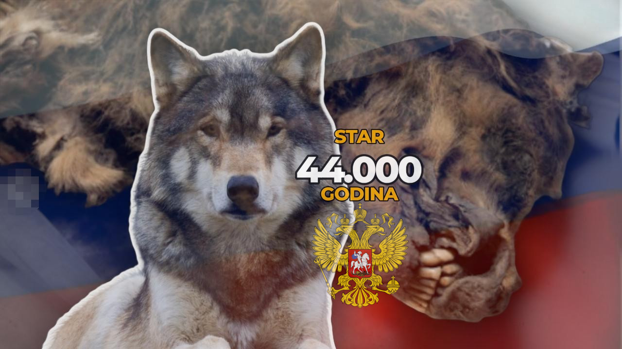 NEVEROVATNO: U Rusiji pronađen vuk star 44.000 godina (FOTO)