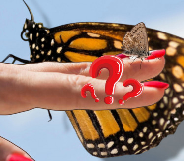 IMA JAKU SIMBOLIKU: Šta znači kada leptir sleti na vas?