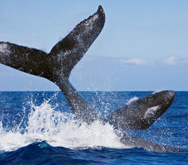 ODJEDNOM, KRV OKO BRODA: Naučnici snimili porođaj ženke kita