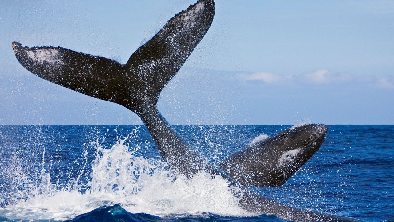 ODJEDNOM, KRV OKO BRODA: Naučnici snimili porođaj ženke kita