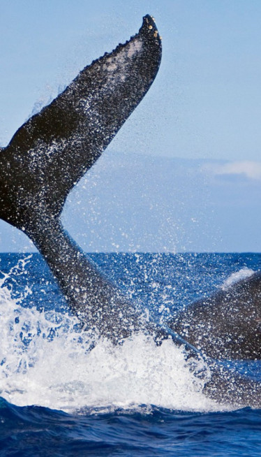 ODJEDNOM, KRV OKO BRODA: Naučnici snimili porođaj ženke kita