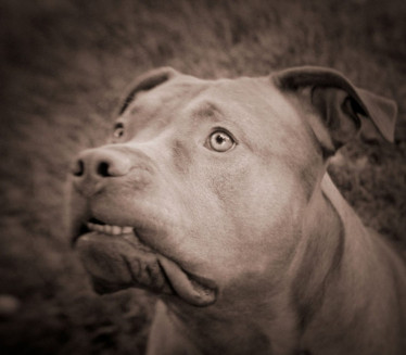 НЕКАДА И ДО СМРТИ: Зашто пси нападају своје власнике?