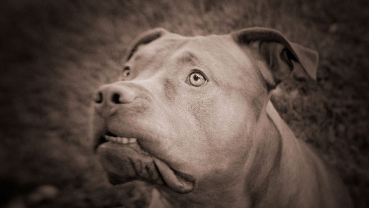 NEKADA I DO SMRTI: Zašto psi napadaju svoje vlasnike?