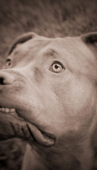 NEKADA I DO SMRTI: Zašto psi napadaju svoje vlasnike?