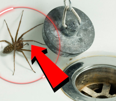 OPREZ: Evo zašto NE TREBA ubijati pauka ako ga vidite u kući