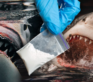 Научници тестирали ајкуле на кокаин - сви налази ПОЗИТИВНИ