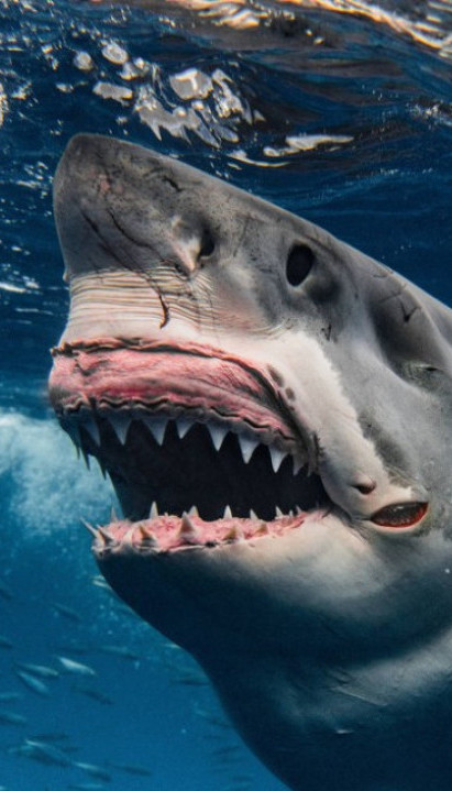 HOROR NAPAD AJKULE: Devojka stradala, mladić teško povređen