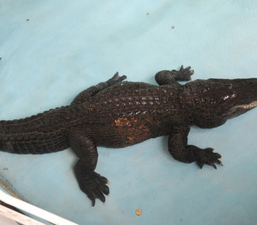 БЕОГРАД ИМА РЕКОРДЕРА: Најстарији алигатор, стигао 1937.