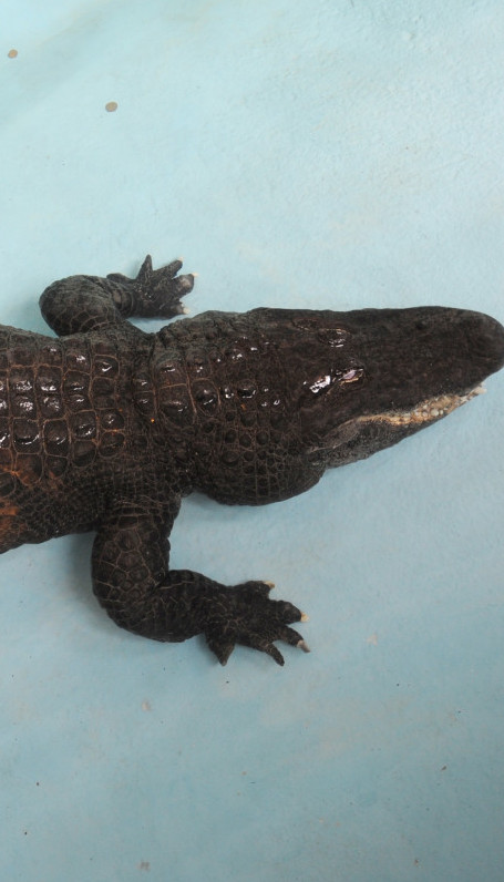 БЕОГРАД ИМА РЕКОРДЕРА: Најстарији алигатор, стигао 1937.