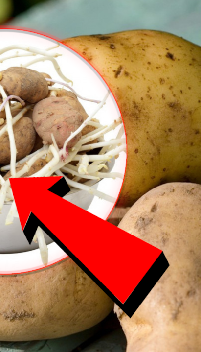 BIĆE SVEŽ CELU ZIMU: Kako sprečiti klijanje krompira?