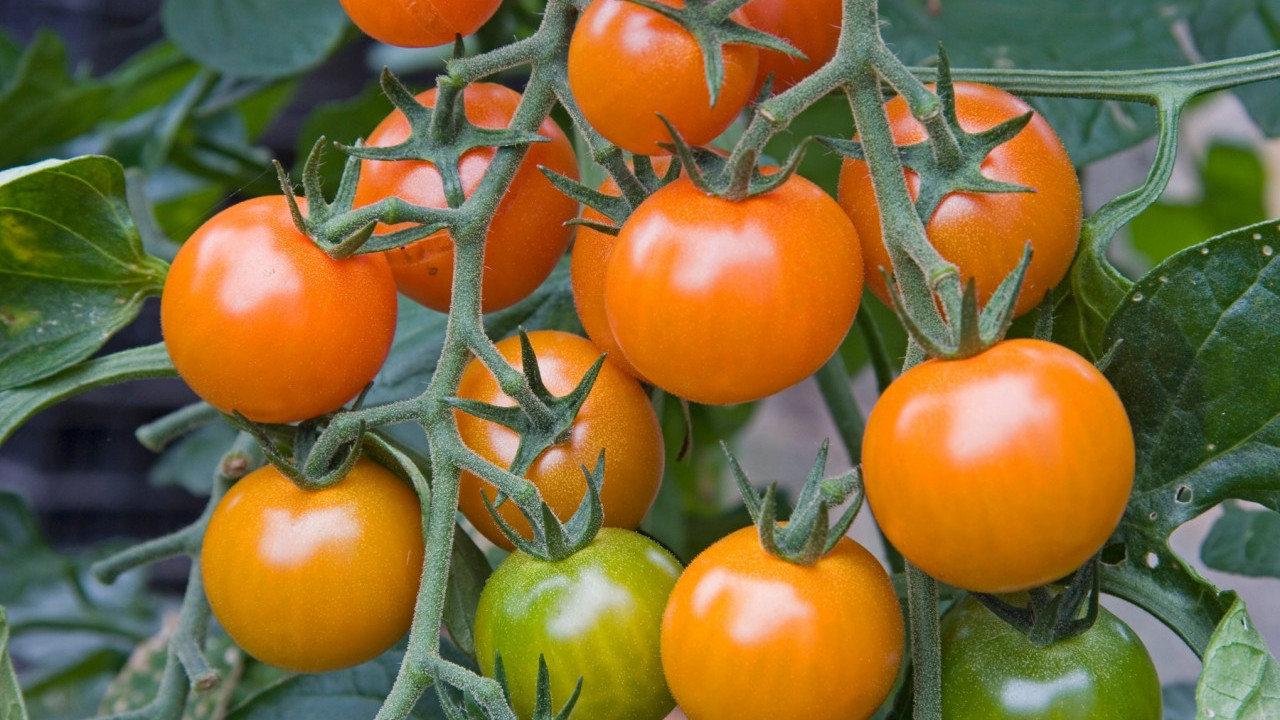 НЕ БАЦАЈТЕ ЛОШ ПАРАДАЈЗ: Имамо идеално решење