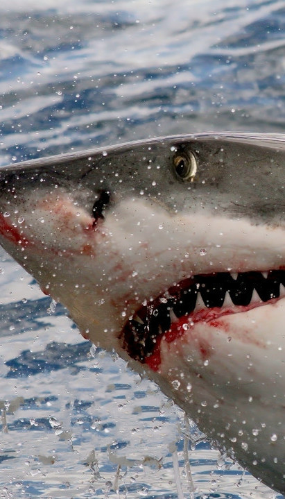 Ajkula ubila ženu u Australiji i povredila mladića