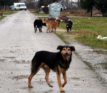 Srpski grad postavio kamere da sazna ODAKLE toliko lutalica