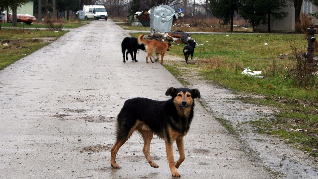 Srpski grad postavio kamere da sazna ODAKLE toliko lutalica