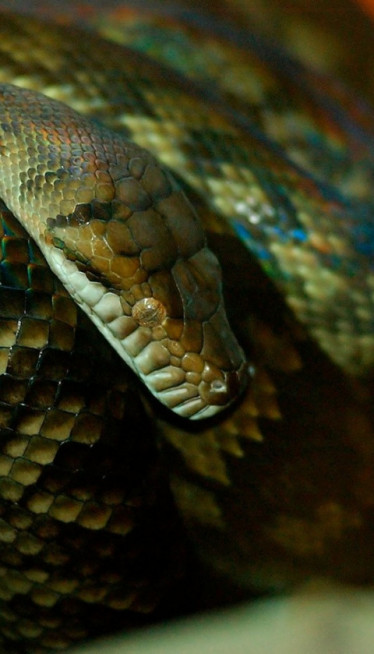 Zmije se jedino ovoga stvarno PLAŠE