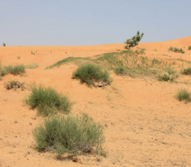 SAHARA ZELENI Šta se dešava sa pustinjom -meteorolog objasnio