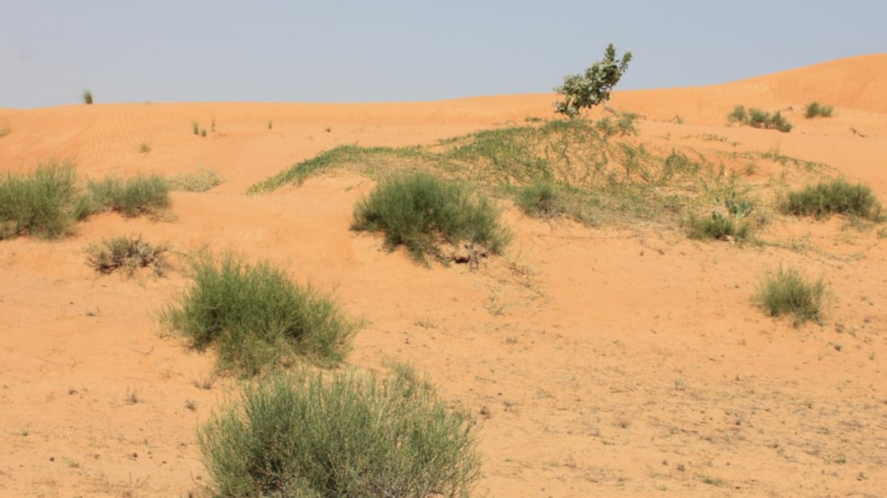 SAHARA ZELENI Šta se dešava sa pustinjom -meteorolog objasnio