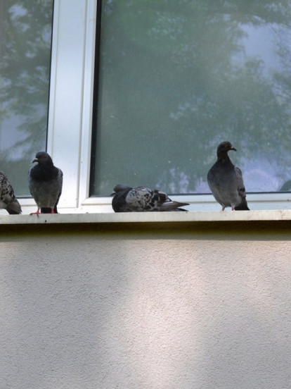 PET GENA JE UKLJUČENO: Zašto neki golubovi rade salto unazad?