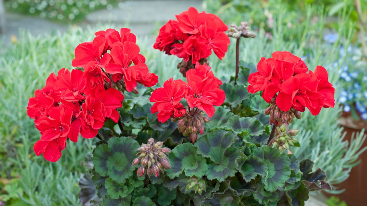 MUŠKATLE VAM NE CVETAJU? Isprobajte ove jednostavne trikove