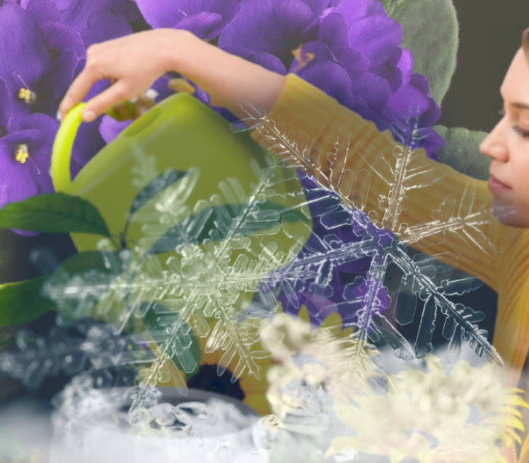 TRIK BAŠTOVANA Kako da vam ljubičice cvetaju tokom cele zime?