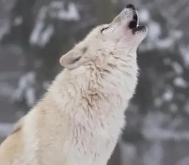 POVRATAK KRALJA ŠUME: Od ivice istrebljenja opet osvaja Evropu