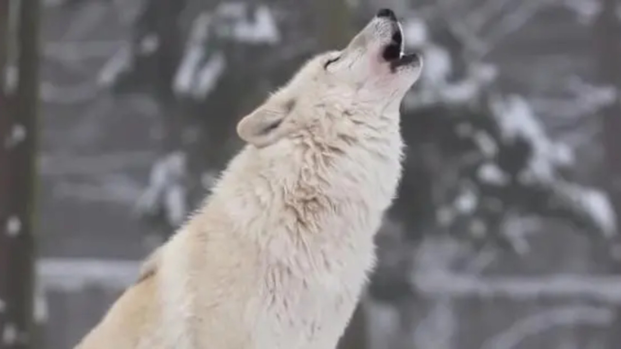 POVRATAK KRALJA ŠUME: Od ivice istrebljenja opet osvaja Evropu