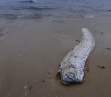 Na plaži pronađena "riba sudnjeg dana" duga 5m: LJudi u strahu