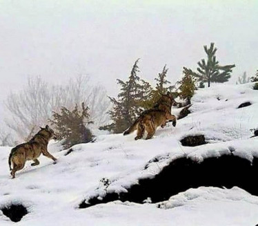 Tri velika vuka snimljena na planini u Srbiji (FOTO)