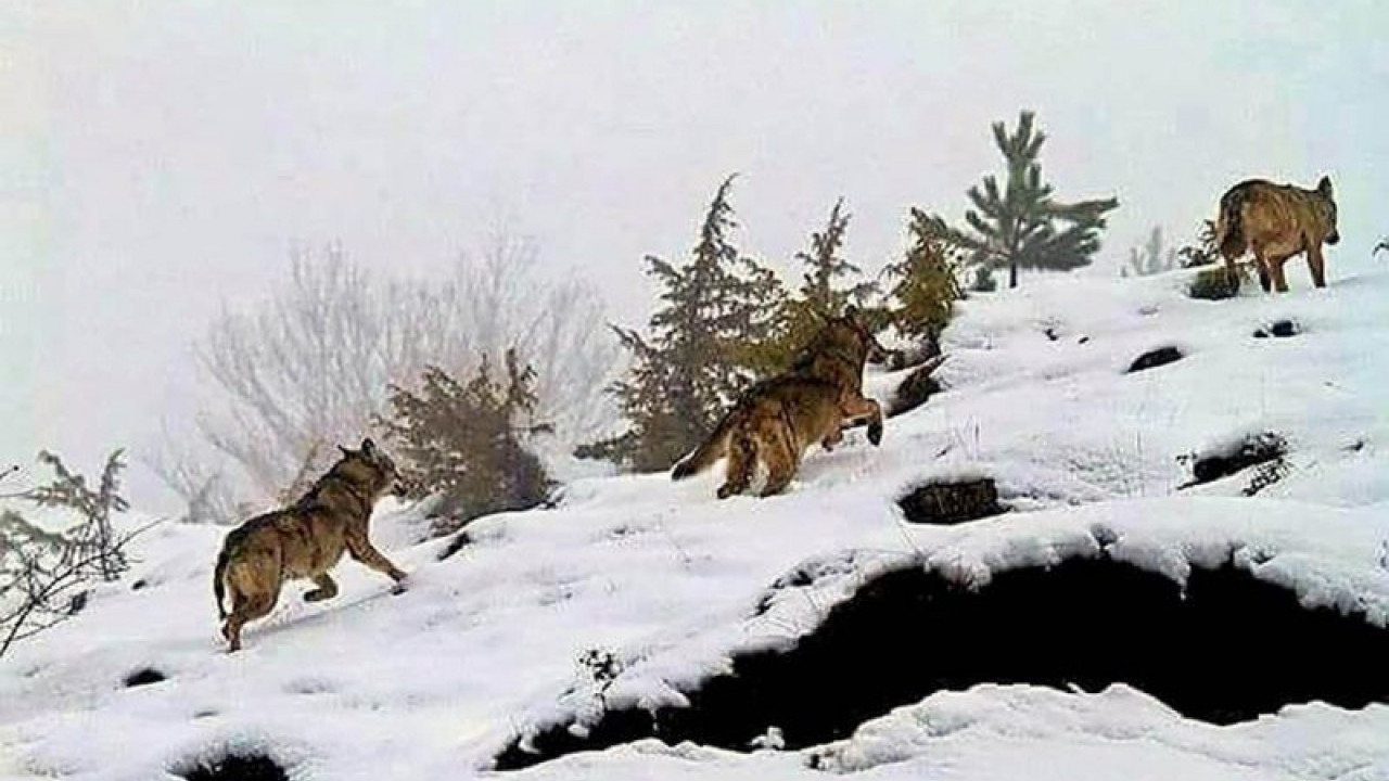 Tri velika vuka snimljena na planini u Srbiji (FOTO)