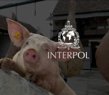 INTERPOL: Zabraniti "svinjokolj", žrtve nisu svinje