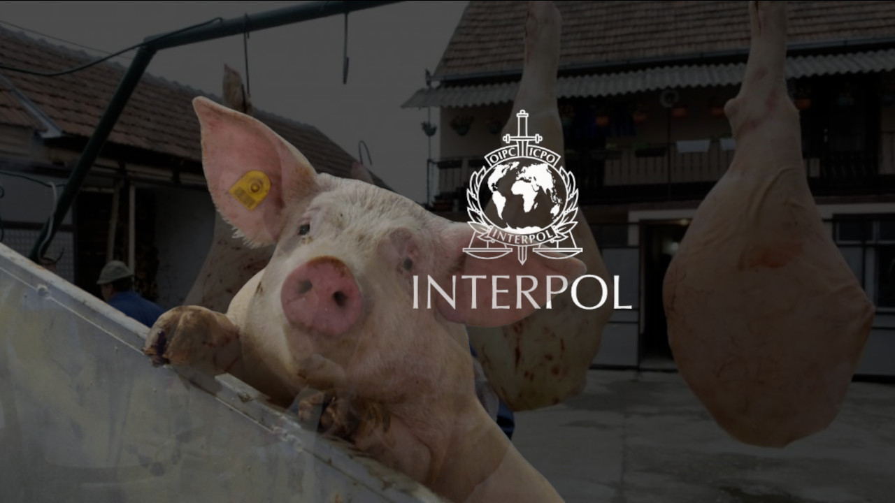 INTERPOL: Zabraniti "svinjokolj", žrtve nisu svinje