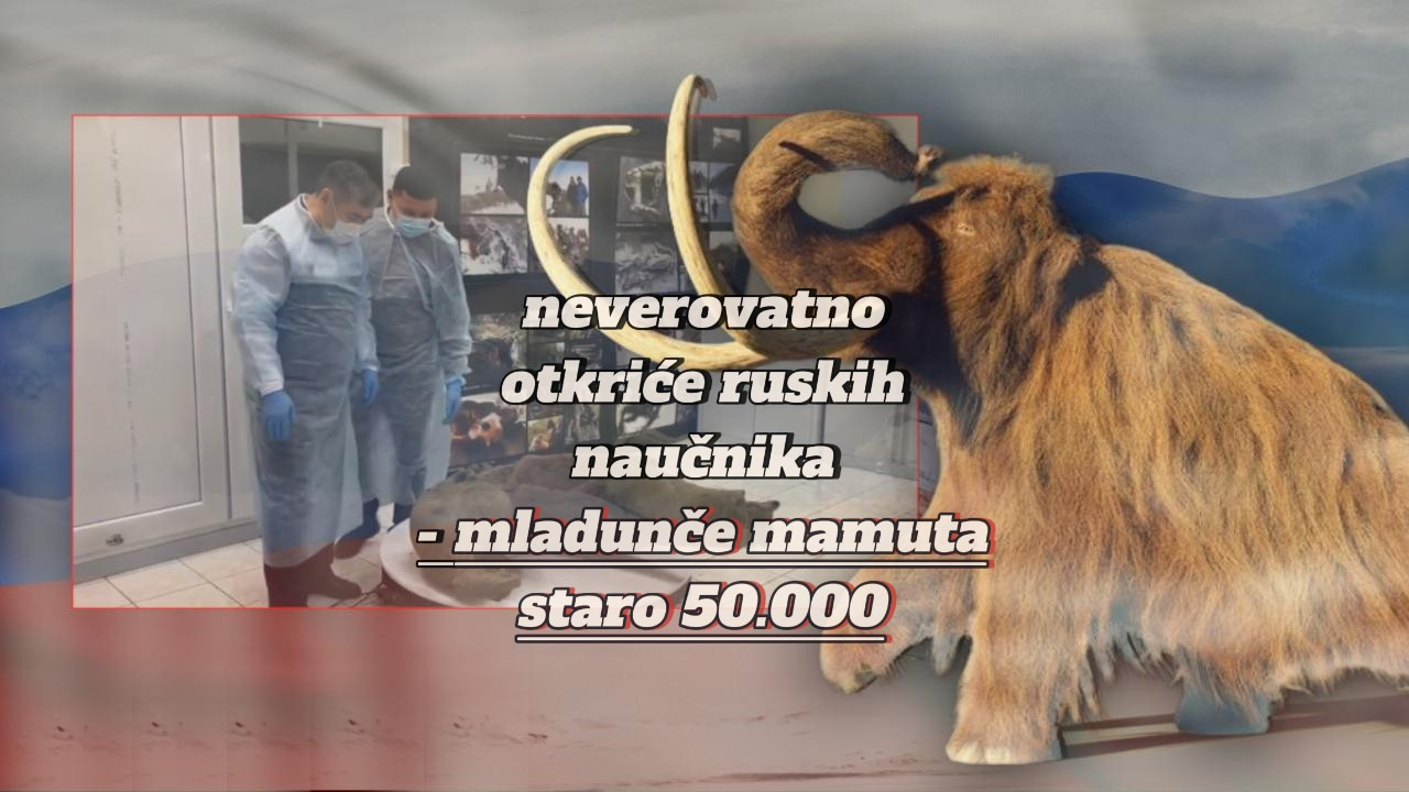 TEK 7. U SVETU: U Sibiru nađena beba mamuta stara 50.000leta