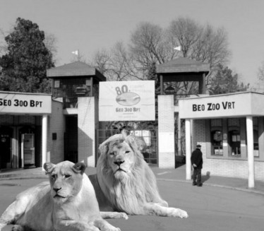 POMOR U ZOOLOŠKOM VRTU: Velika tragedija 1980. godine