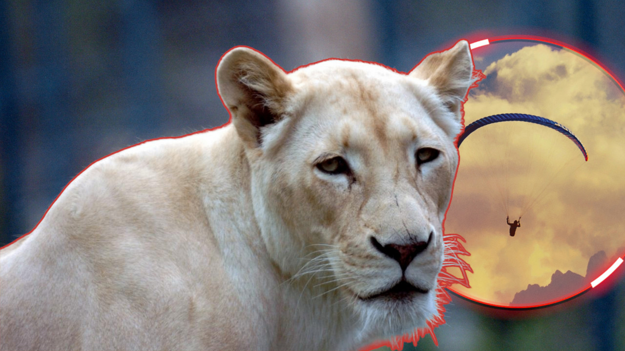 "MOGAO JE DA ZAVRŠI KOD LAVOVA" Padobranac sleteo u zoo-vrt