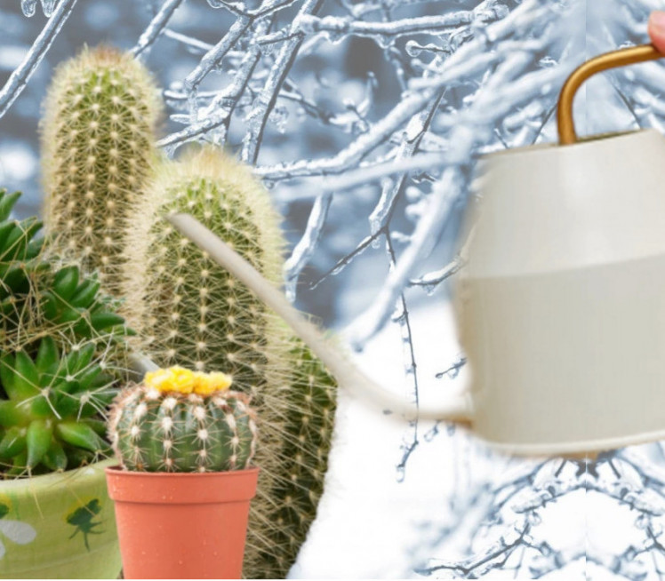 Како сачувати биљке током зиме?