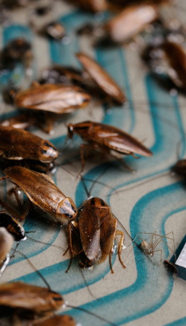 Бубашвабе беже к’о луде од овога - одмах беже