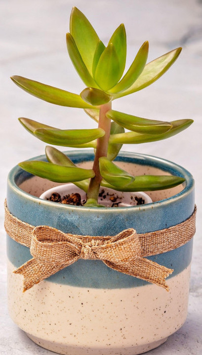 MALI KUĆNI TRIKOVI: Vratite cveće u život sa korom od banane