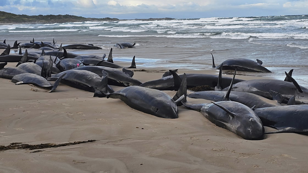 PRETI IM EUTANAZIJA: Nasukano 160delfina-spasavanje NEMOGUĆE