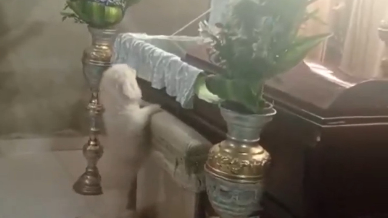 EMOTIVAN SNIMAK: Pas uskočio u sanduk vlasnika (VIDEO)