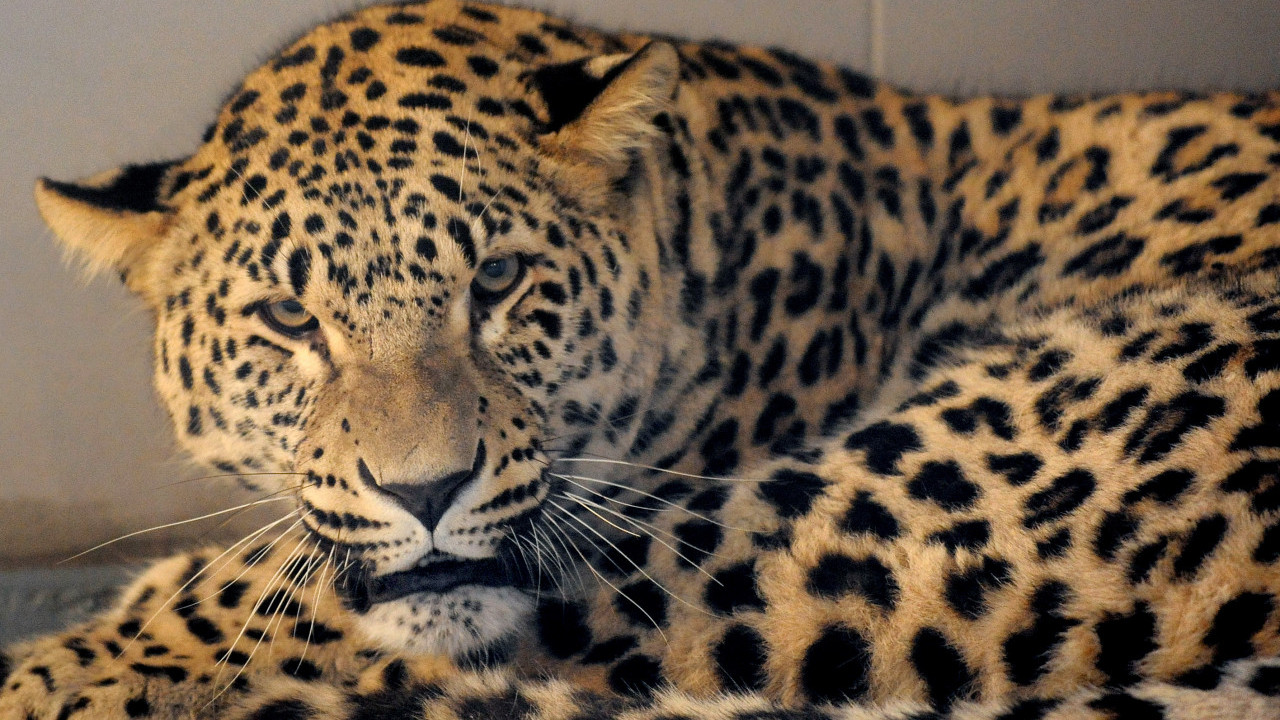 ČUDNI SUSRET: Šta se desi pri susretu LEOPARDA I INSEKTA?