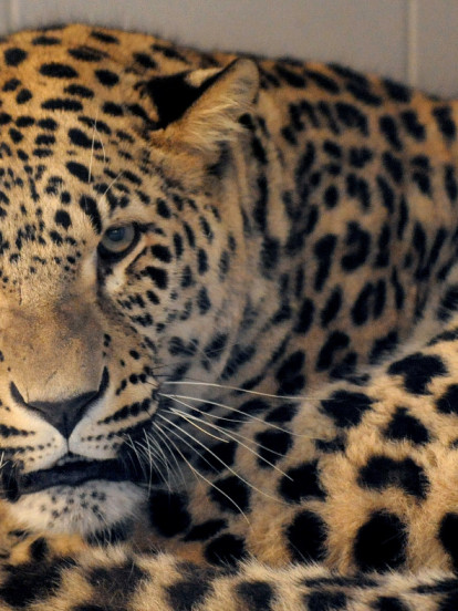 ČUDNI SUSRET: Šta se desi pri susretu LEOPARDA I INSEKTA?