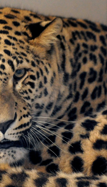 ЧУДНИ СУСРЕТ: Шта се деси при сусрету ЛЕОПАРДА И ИНСЕКТА?